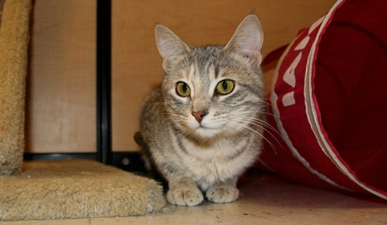 A Kitten's Story