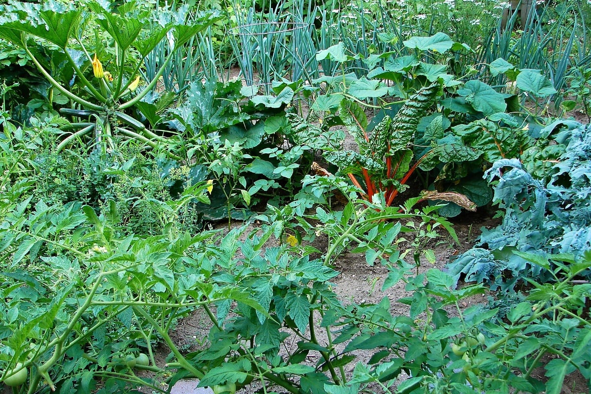 Acworth Couple Faces $750 in HOA Fines Over Front-Yard Veggie Garden