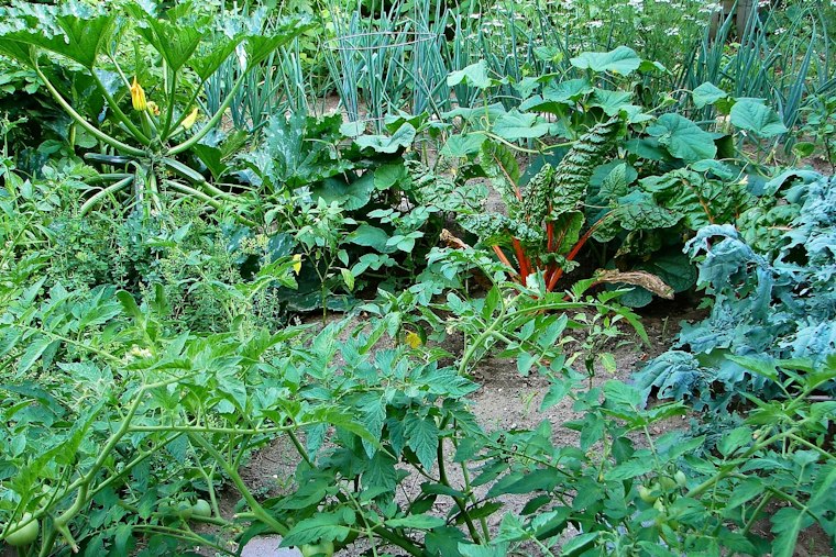 Acworth Couple Faces $750 in HOA Fines Over Front-Yard Veggie Garden