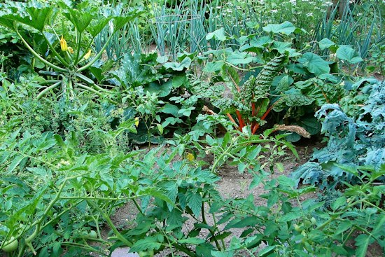 Acworth Couple Faces $750 in HOA Fines Over Front-Yard Veggie Garden