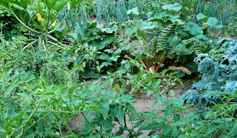 Acworth Couple Faces $750 in HOA Fines Over Front-Yard Veggie Garden