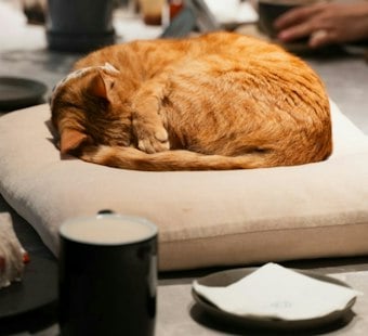AffoGATO Cat Cafe in Cleveland's Tremont Neighborhood