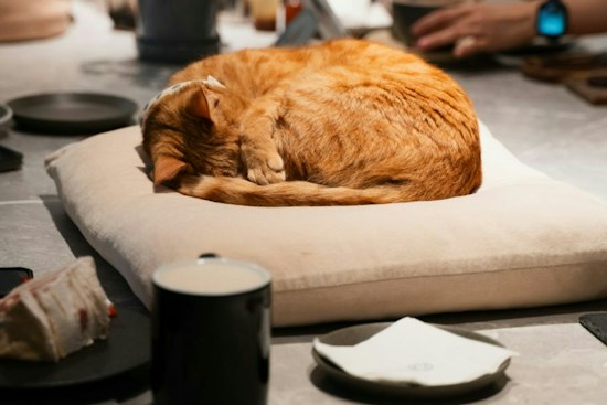 AffoGATO Cat Cafe in Cleveland's Tremont Neighborhood