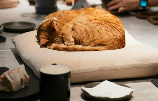 AffoGATO Cat Cafe in Cleveland's Tremont Neighborhood