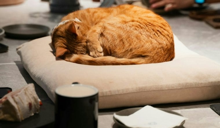AffoGATO Cat Cafe in Cleveland's Tremont Neighborhood