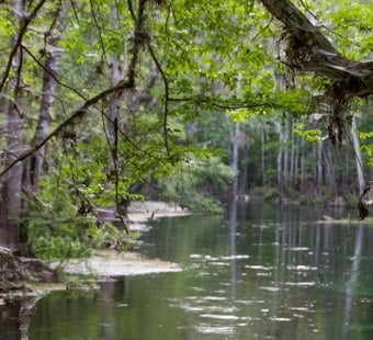Alachua Man, 75, Found Dead at Ichetucknee Springs, Later IDed as Dennis Faust