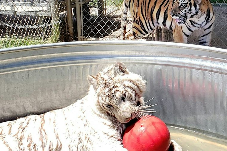 Alpine Big Cat Sanctuary Pleads for Help After Cyclone Floods Gift Shop, Topples Fences