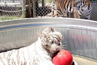 Alpine Big Cat Sanctuary Pleads for Help After Cyclone Floods Gift Shop, Topples Fences