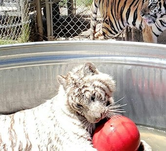 Alpine Big Cat Sanctuary Pleads for Help After Cyclone Floods Gift Shop, Topples Fences