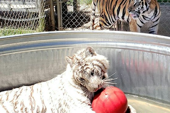 Alpine Big Cat Sanctuary Pleads for Help After Cyclone Floods Gift Shop, Topples Fences