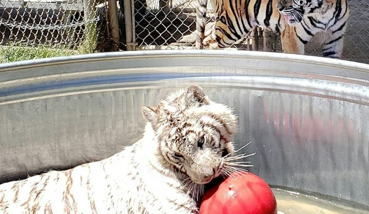 Alpine Big Cat Sanctuary Pleads for Help After Cyclone Floods Gift Shop, Topples Fences