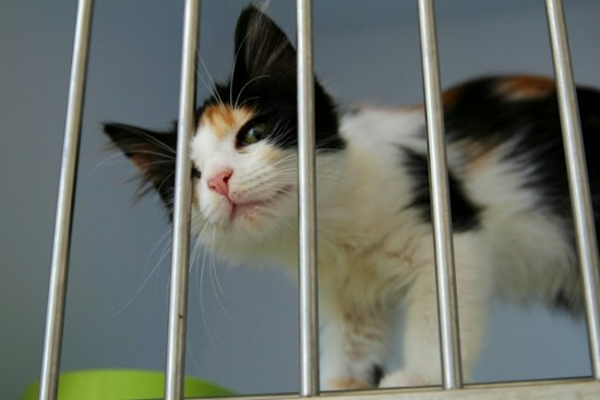 Ann Arbor Weighs Glue Trap Ban, Citing Days of Animal Suffering and Disease Risk