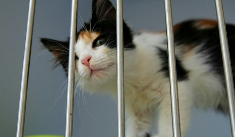 Ann Arbor Weighs Glue Trap Ban, Citing Days of Animal Suffering and Disease Risk