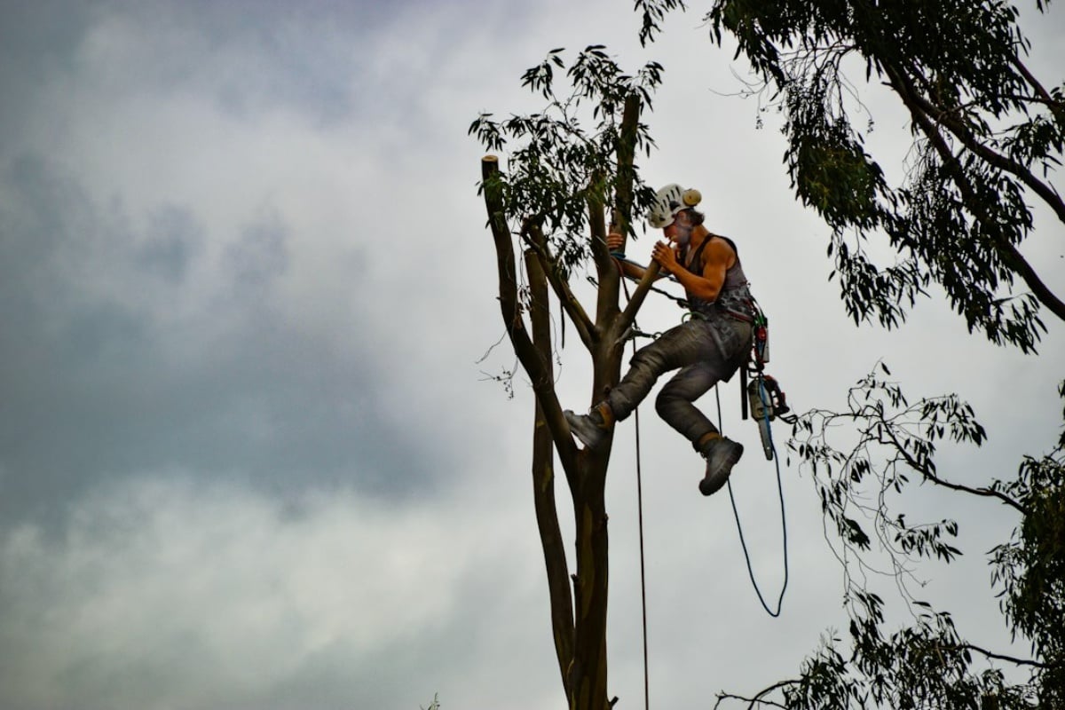 Arborist Dies in Fall From Tree in North Plains, Oregon