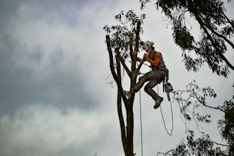 Arborist Plunges to His Death From Tree in North Plains, Probe Underway