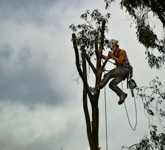 Arborist Plunges to His Death From Tree in North Plains, Probe Underway