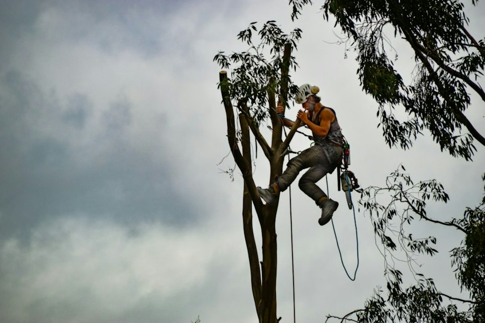 Arborist Plunges to His Death From Tree in North Plains, Probe Underway