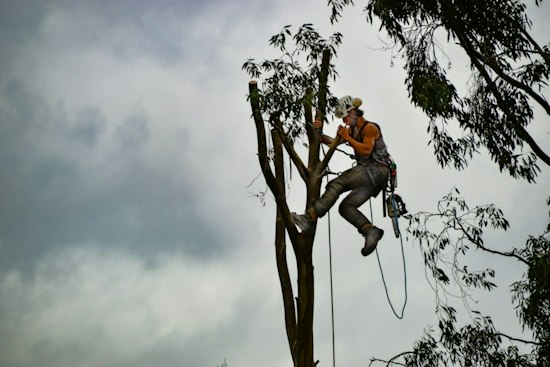 Arborist Plunges to His Death From Tree in North Plains, Probe Underway