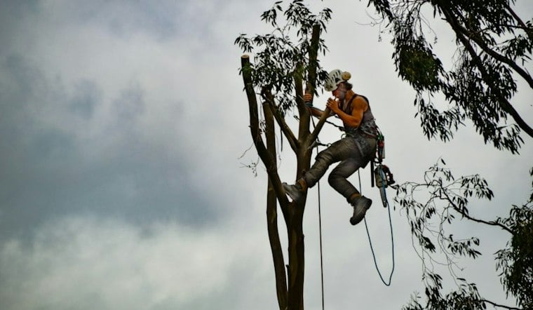 Arborist Plunges to His Death From Tree in North Plains, Probe Underway