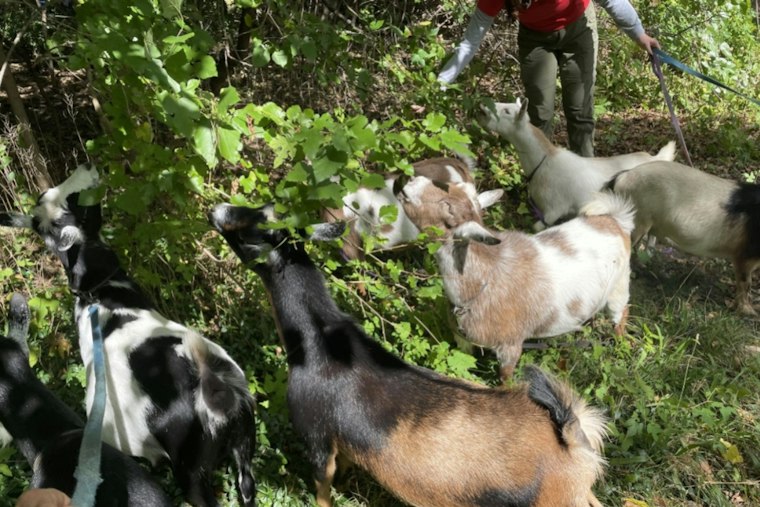 Arlington Hires Goat Herd to Munch Weeds for Secret Garden Park Plan