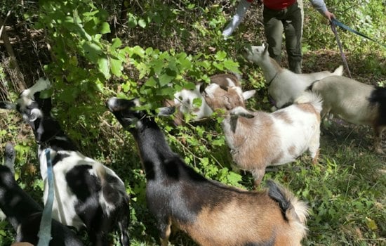 Arlington Hires Goat Herd to Munch Weeds for Secret Garden Park Plan