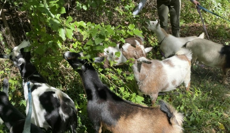 Arlington Hires Goat Herd to Munch Weeds for Secret Garden Park Plan