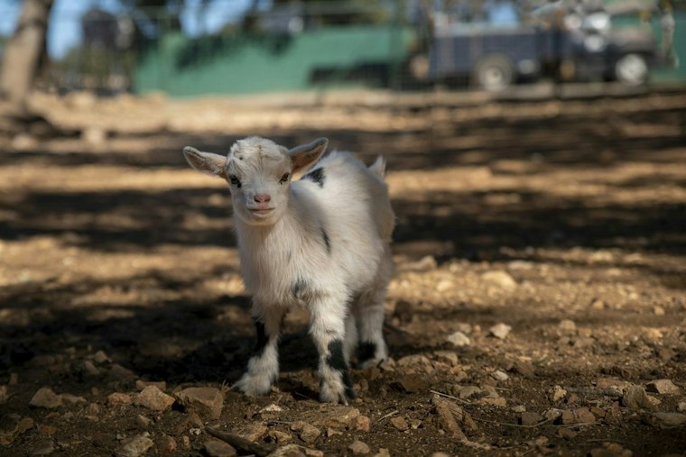 Baby Goat Chases Yonkers Students, Then Cops Round It Up as Kids Cheer
