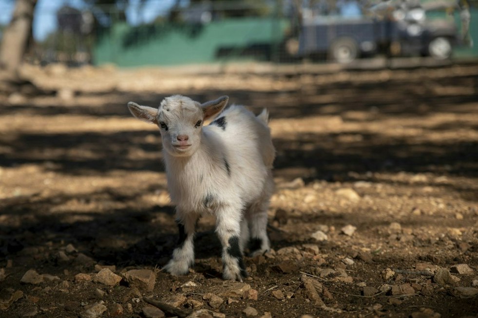 Baby Goat Chases Yonkers Students, Then Cops Round It Up as Kids Cheer
