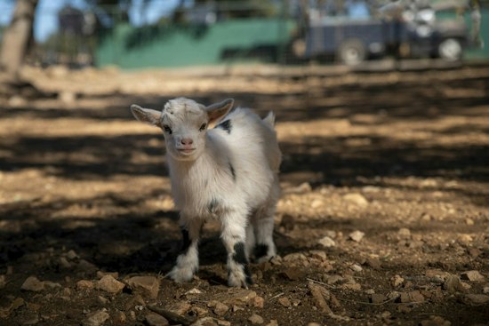 Baby Goat Chases Yonkers Students, Then Cops Round It Up as Kids Cheer