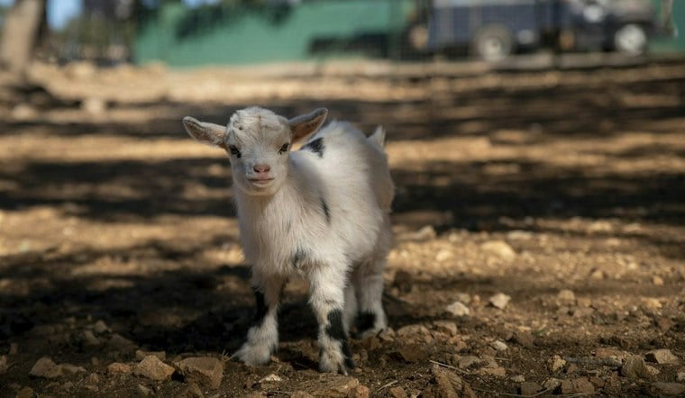 Baby Goat Chases Yonkers Students, Then Cops Round It Up as Kids Cheer