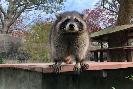 Barrington Man, 91, Fights Off Raccoon With Cane, Pays $440 for Rabies Shot