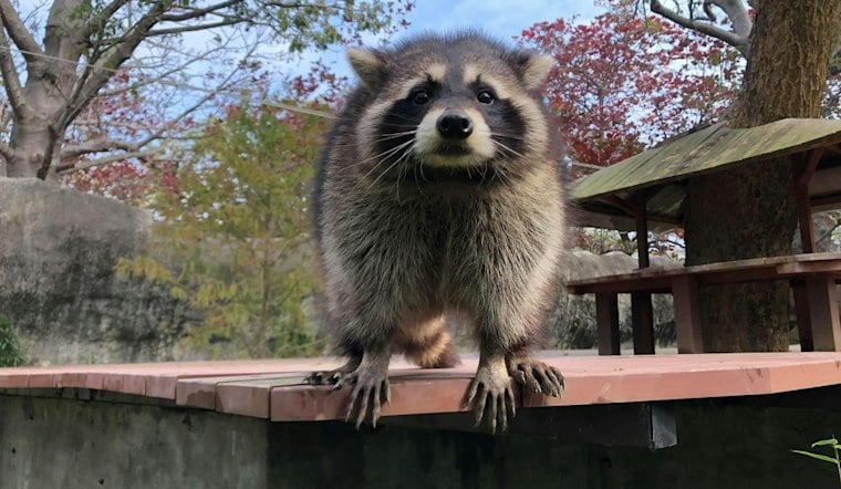 Barrington Man, 91, Fights Off Raccoon With Cane, Pays $440 for Rabies Shot