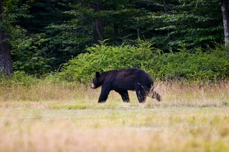 Bear Strolls Into Pocono Pines Restaurant, Casually Checks the Host Stand
