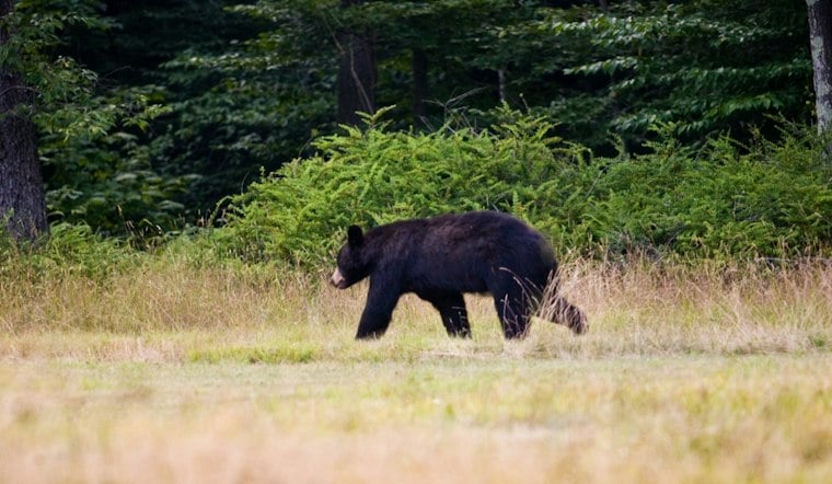 Bear Strolls Into Pocono Pines Restaurant, Casually Checks the Host Stand