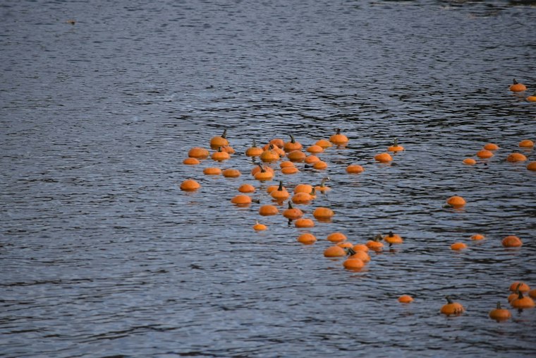 Bellevue's Halloween on the Hill Returns This Weekend With Pumpkin Races, Magic Show