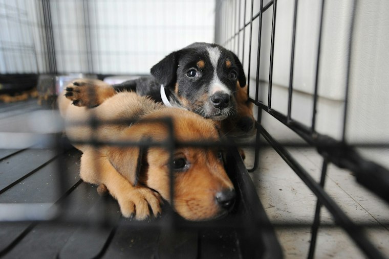 Belmont County Animal Shelter Bids Blow Past $6M Budget by Over $2 Million