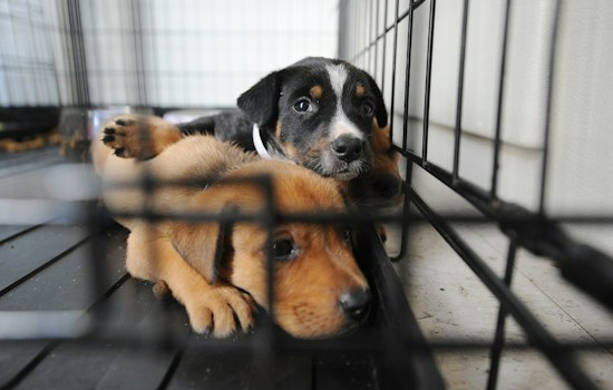 Belmont County Animal Shelter Bids Blow Past $6M Budget by Over $2 Million