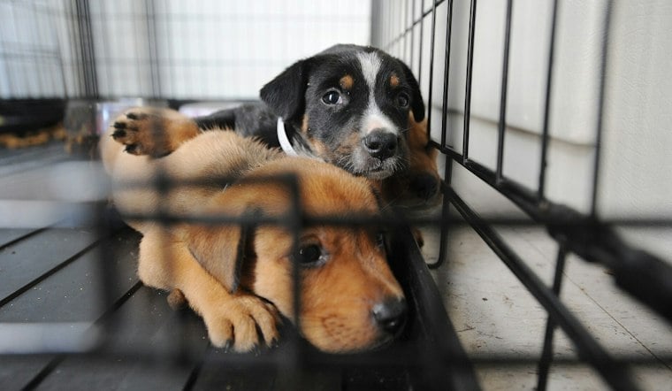 Belmont County Animal Shelter Bids Blow Past $6M Budget by Over $2 Million