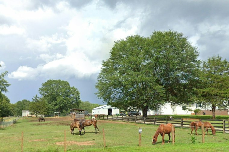 Belton Rescue Donkey Angelique Killed by Stray Bullet, Hunter Charged