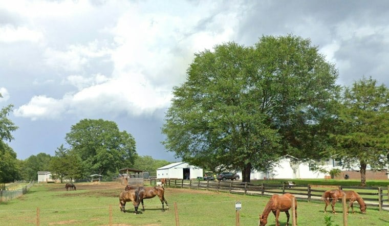 Belton Rescue Donkey Angelique Killed by Stray Bullet, Hunter Charged