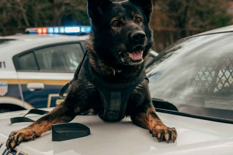 Billerica K-9 KC Struck by Car During Lowell Search, Expected to Fully Recover