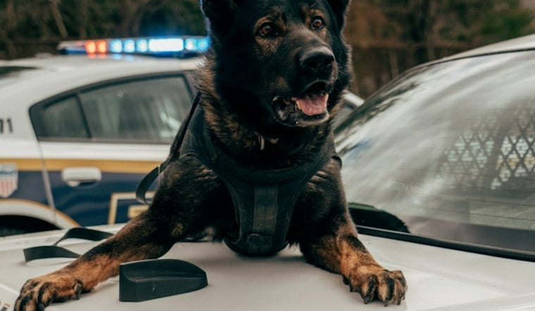 Billerica K-9 KC Struck by Car During Lowell Search, Expected to Fully Recover