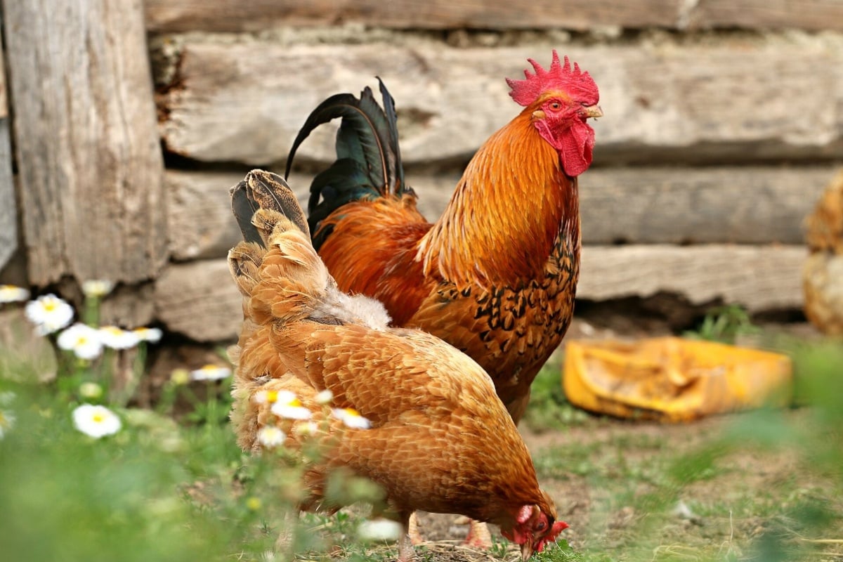 Bird Flu Case Reported in Sacramento County Backyard Flock