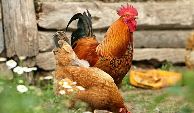 Bird Flu Detected in Sacramento County Backyard Flock