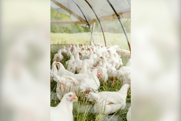 Bird Flu Hits Baxter County Backyard Flock, Arkansas's First Case This Season