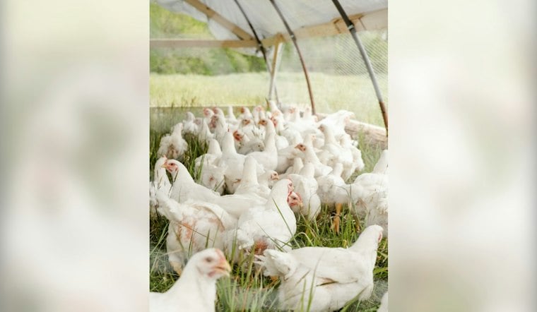 Bird Flu Hits Baxter County Backyard Flock, Arkansas's First Case This Season