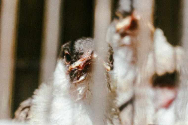 Iowa Bird Flu: Sac County Turkey Flock Hit With H5N1