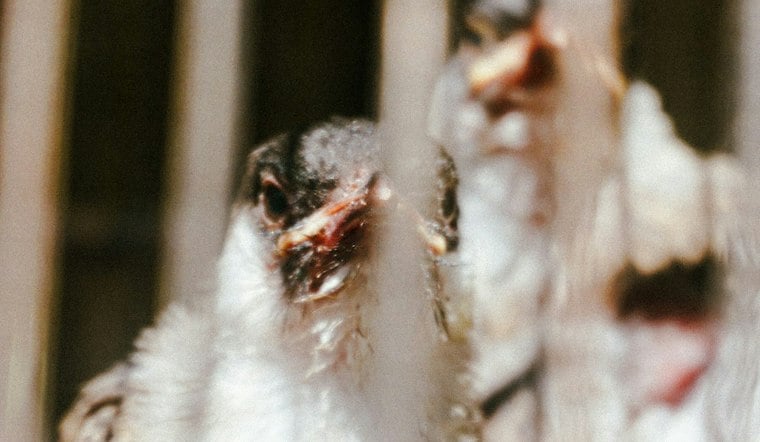Bird Flu Slams Sac County Turkey Flock, Reynolds Declares Iowa Disaster
