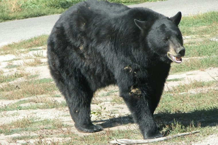 Black Bear Roams Fairfax County Yard, Digs Through Trash Cans