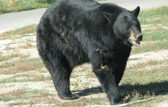 Black Bear Roams Fairfax County Yard, Digs Through Trash Cans